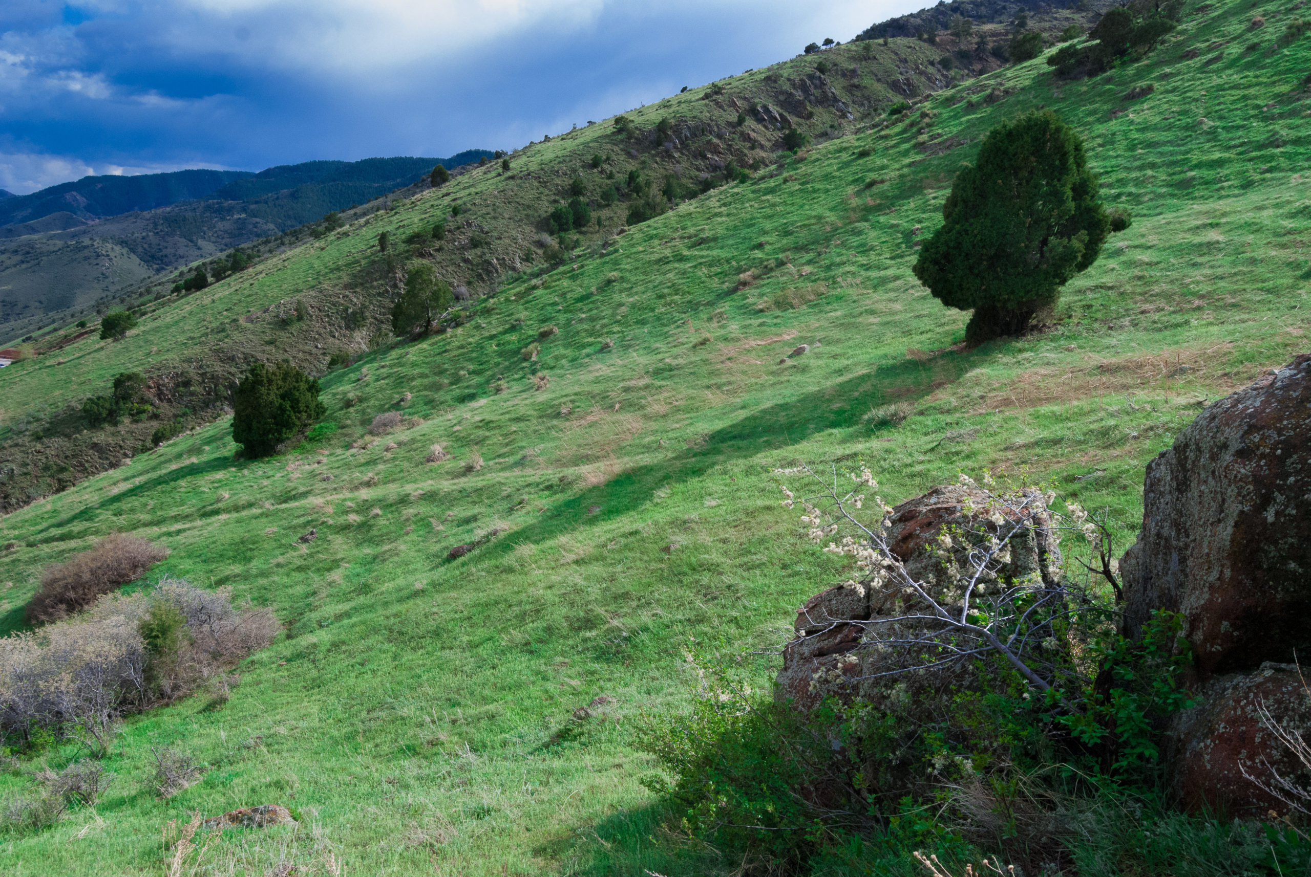 Foothill Pasture