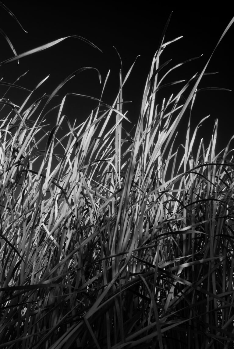 Kendrick Reeds