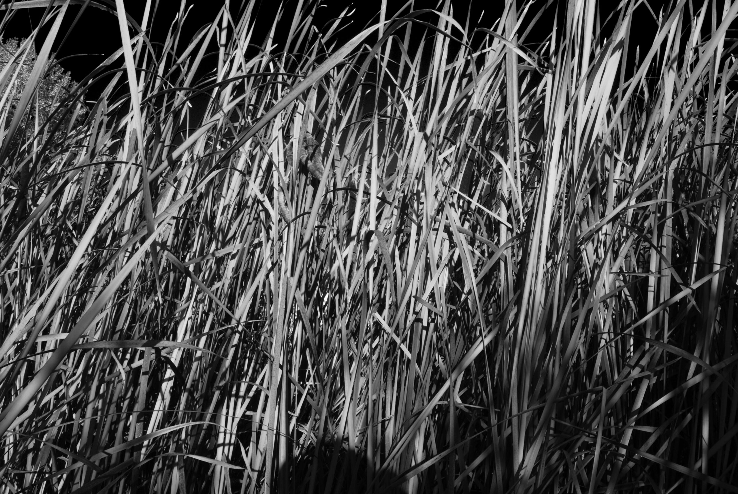 Kendrick Reeds II