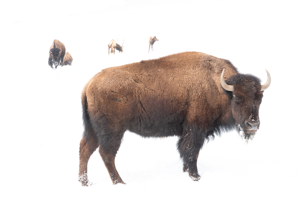Buffalo Dream