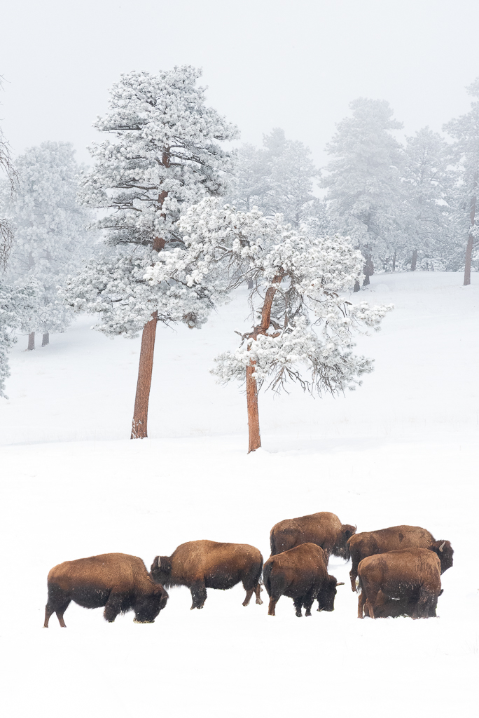 Buffalo Winter