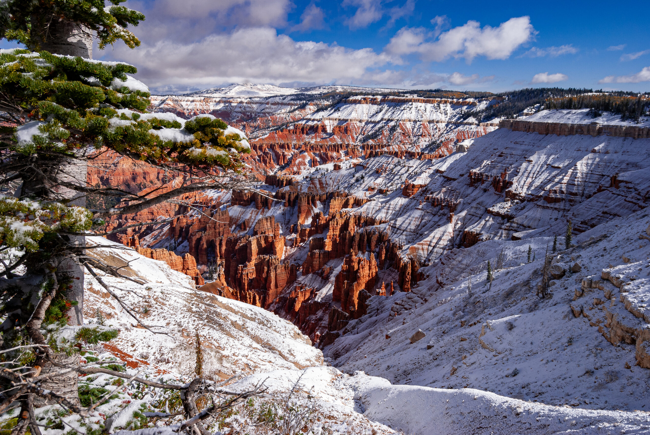 Cedar Winter